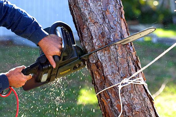 Best Tree Cabling and Bracing  in Cape Charles, VA