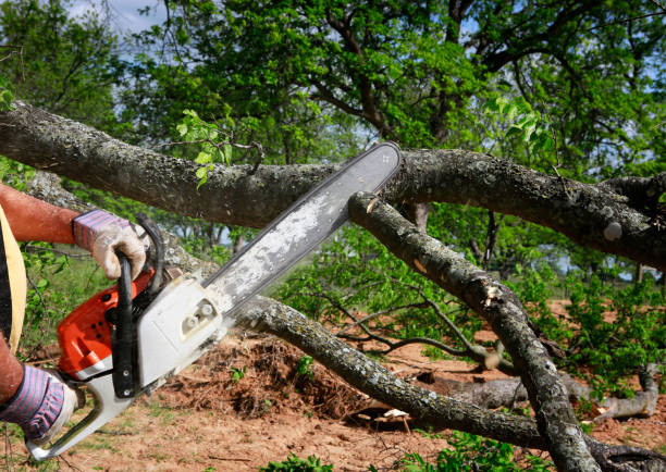 How Our Tree Care Process Works  in  Cape Charles, VA